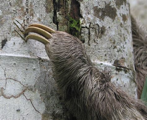 Closeup Of Sloth Claws Flickr Photo Sharing