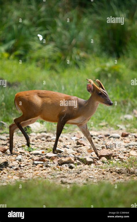 Male Red Or Common Muntjac Deer Muntiacus Muntjac Also Known As A