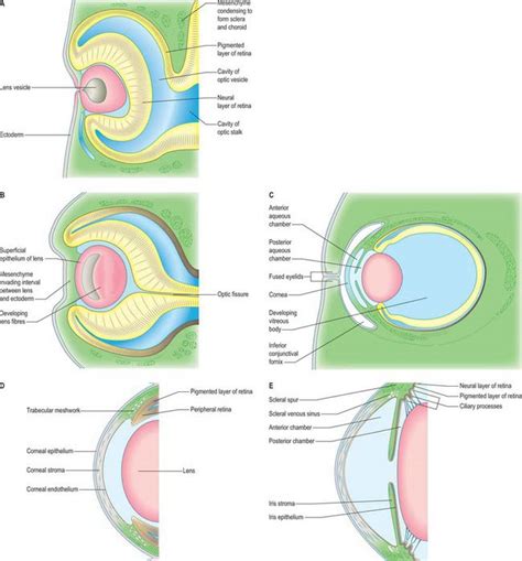 Development Of The Eye Basicmedical Key
