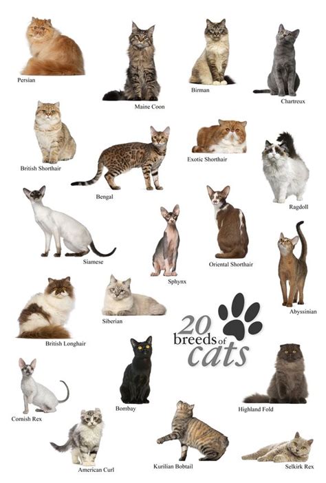 Different Cat Breeds With Pictures Pets Lovers