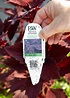 Understanding Information On Plant Tags | Better Homes & Gardens
