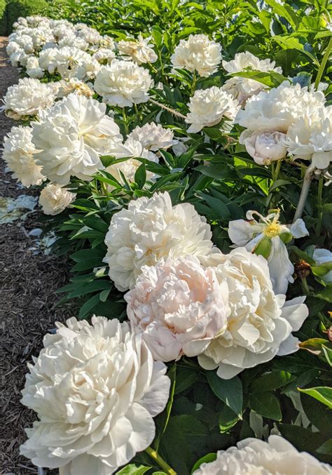 My Blooming Herbaceous Peonies 2021 The Martha Stewart Blog