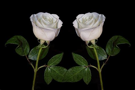 Two White Roses Photograph By Sandi Kroll Fine Art America