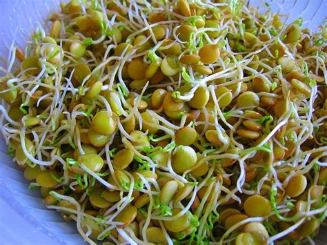 how to sprout lentils step by step guideline for beginners pudin garden