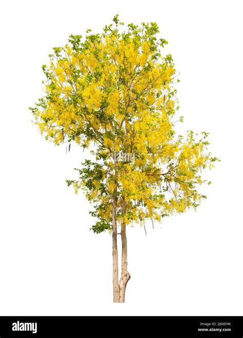Cassia Fistula Tree Or Golden Shower National Tree Of Thailand And Isolated On White Background