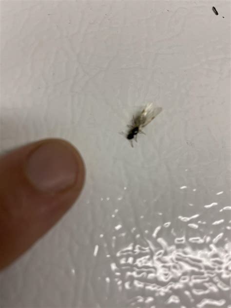What Is This Crawling Bug With Wings Insects