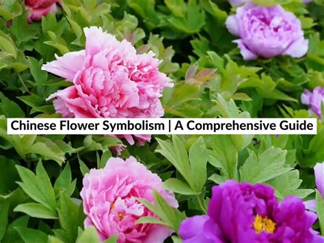 Chinese Flower Symbolism A Comprehensive Guide 2023