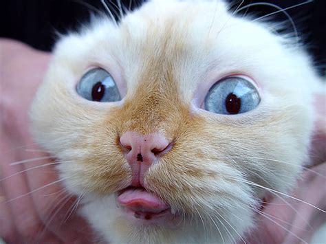 Funny Cat Face Funny Animal