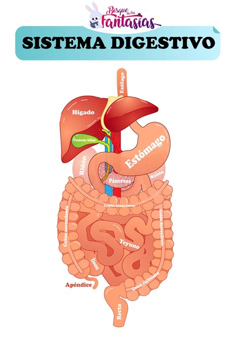 El Sistema Digestivo ® Partes órganos Y Función Para Niños Sistema