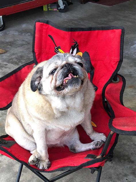 Pugs can be highly entertaining dogs due to their big personalities and clownish nature. I think this one is the oldest pug in our group. Her name ...