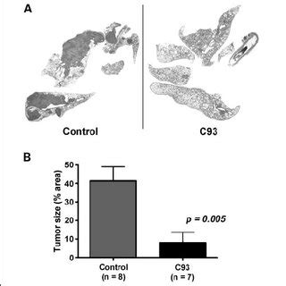 C93 Inhibits Tumor Growth In Nude Mice With Orthotopic Human Lung
