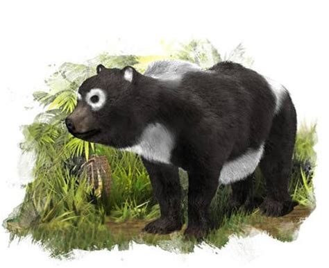 Giant Pandas Cousin The Fossil Remains Of A New Ursid Species