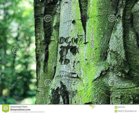 Tree Bark In Forest In Southwest Poland Stock Image Image Of Material