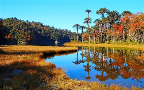 Nature Landscape Lake Forest Dry Grass Hill Water Reflection Trees Chile Fall