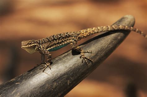 A List Of Different Types Of Lizards With Facts And Pictures