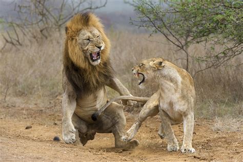 Lion Lion Fight Lioness Attack 4k Wallpaper Hdwallpaper Desktop