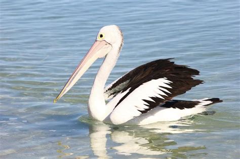 Remarkably Interesting Facts About The Australian Pelican Pelican