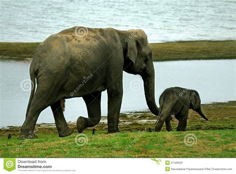Adult Cow Elephant Leading Calf Stock Photo Image Of