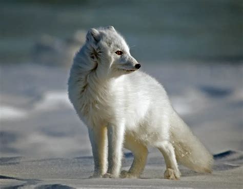 Where Do Arctic Foxes Live Habitat • Animals Answers