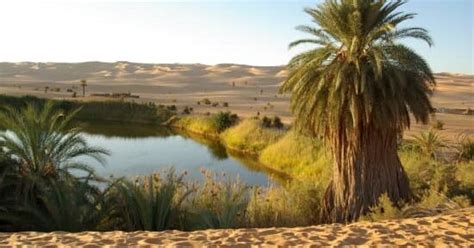 8 Plants That Live In The Sahara Desert How Do They Survive