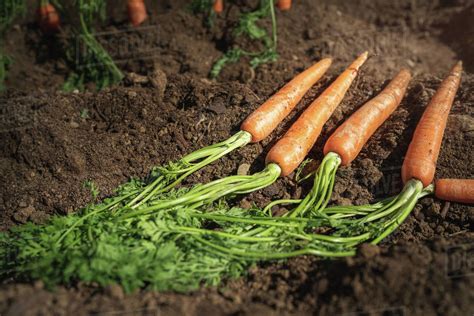 Carrots Lying Down In Dirt Ground Stock Photo Dissolve