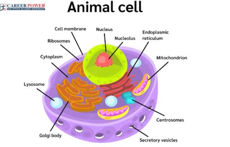 Animal Cell Labeled Biology