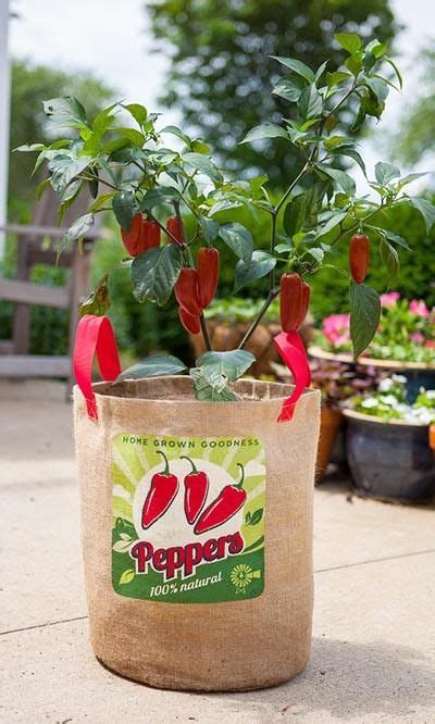 Pepper Grow Bag Growing Organic Tomatoes Grow Bags Container