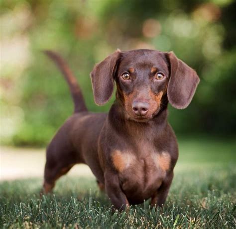 47 Black And Brown Dachshund For Sale Photo Bleumoonproductions