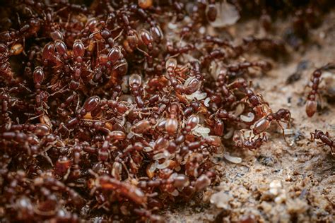 Disease Control In An Ant Colony Horizons