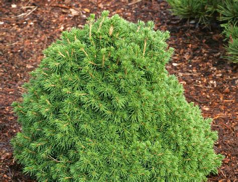 Picea Abies Little Gem Dwarf Norway Spruce