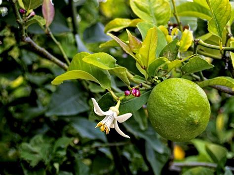 El Jardinero Plantas Y Flores El árbol De Limón La Esencia Del