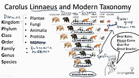 Linnaean System of Classification - Forestrypedia
