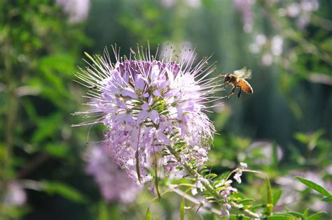 top 10 best pollinator plants best plants to attract pollinators to your garden expert