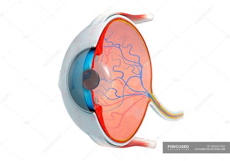 Sezione Trasversale Dell Occhio Umano Illustrazione D Biologia