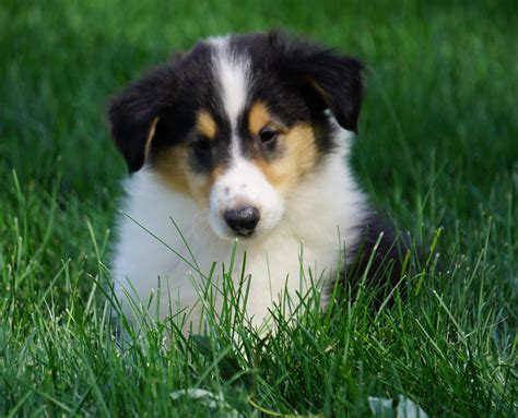 Akc Registered Lassie Collie For Sale Fredericksburg Oh Male Owen
