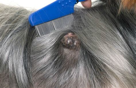 Signs And Symptoms Skin Cancer In Dogs Ss Pet Symptoms