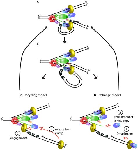frontiers a replisome s journey through the bacterial chromosome microbiology
