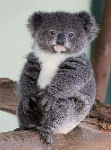 Pin On Koala Little Aussie Cuties