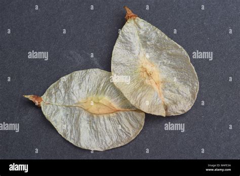 Elm Ulmus Tree Seeds Hi Res Stock Photography And Images Alamy