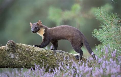 Pine Marten Guide Bbc Wildlife Magazine Discover Wildlife