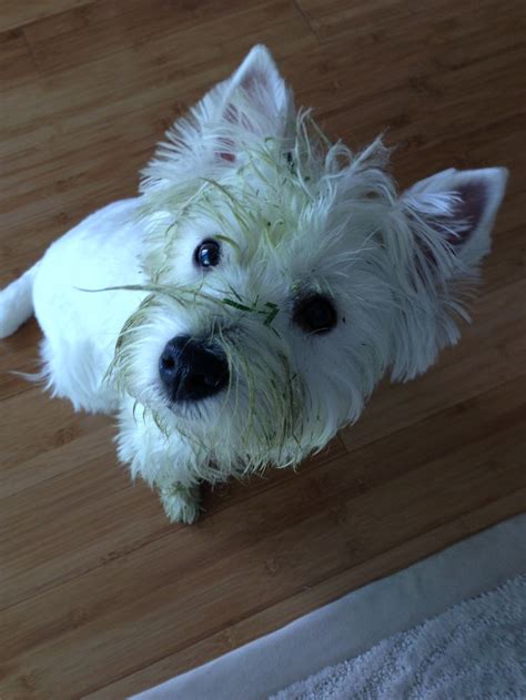 78 Best Images About Dirty Westies And Scotties On Pinterest Westies