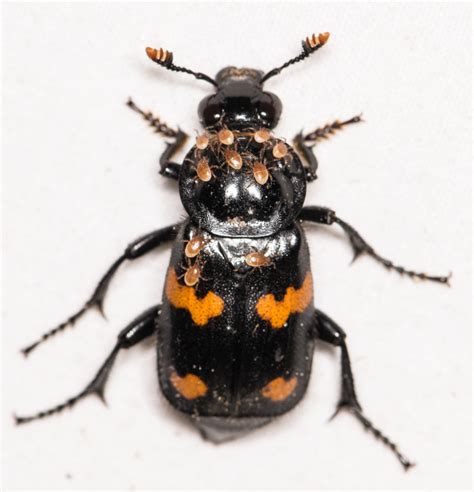 Maryland Biodiversity Project Round Necked Sexton Beetle Nicrophorus