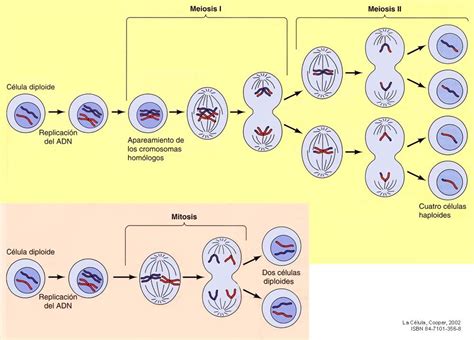 Mitosis And Meiosis Mitosis Cromosomas La Meiosis