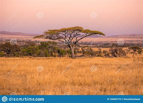 Panoramic Image Of A Lonely Acacia Tree In Savannah In Serengeti
