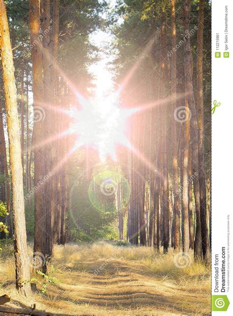Sun Shining Over Forest Lane Country Road Path Walkway Through Pine