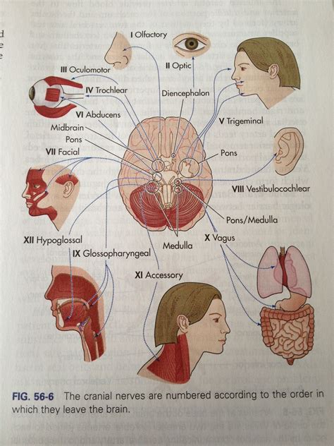 Cranial Nerves Cranial Nerves Nursing Books Pathology Study