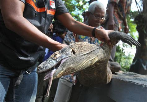 Komodo Dragon Dies At Indonesias Zoo Of Death