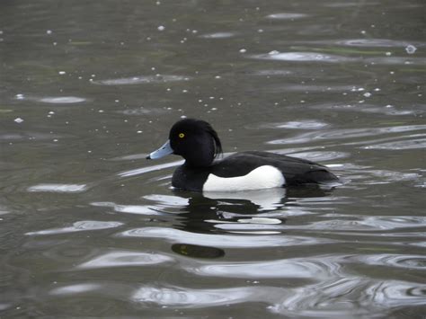 Tufted Duck The Tufted Duck Is A Medium Sized Diving Duck Flickr