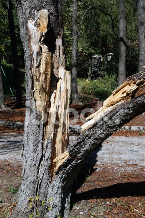 When a tree is first cut down (green wood) it can contain over 50% of it's weight in water. Cracked Tree Stock Photos - FreeImages.com