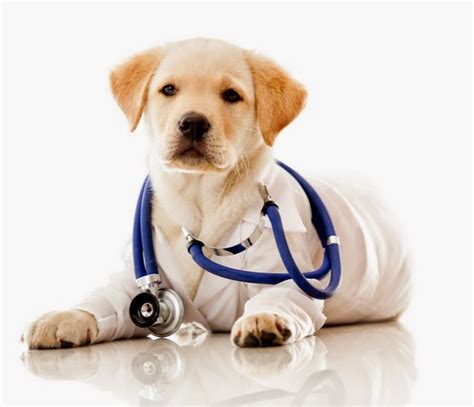 Dog Health Problems and Supplements That Can Help - Times ...